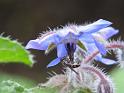 Borage Flower